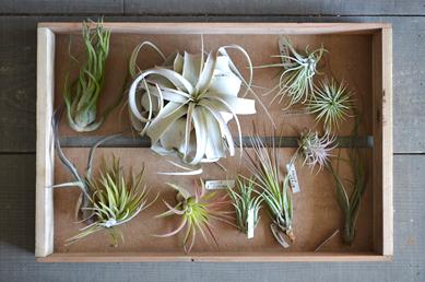新しい植物と実験器具たち_d0263815_19304959.jpg