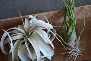 新しい植物と実験器具たち_d0263815_19312247.jpg