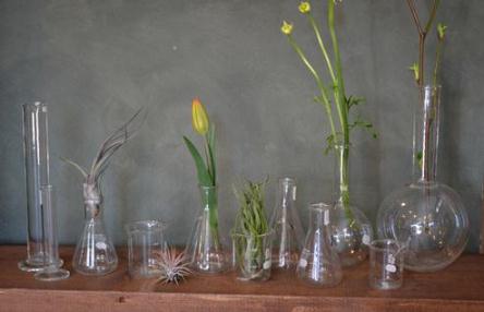 新しい植物と実験器具たち_d0263815_19421327.jpg