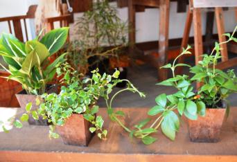 新しい植物と実験器具たち_d0263815_19473526.jpg