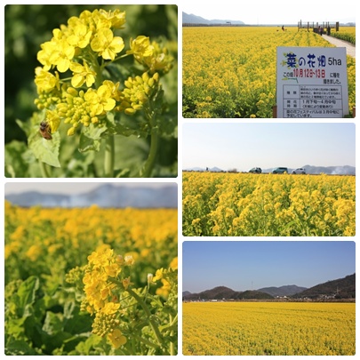 花便りが気にかかる季節になりましたね。_f0167415_141358100.jpg