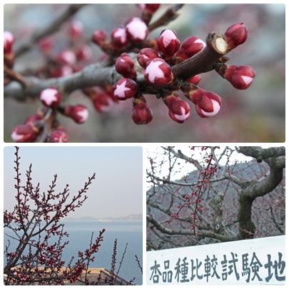 花便りが気にかかる季節になりましたね。_f0167415_1416516.jpg