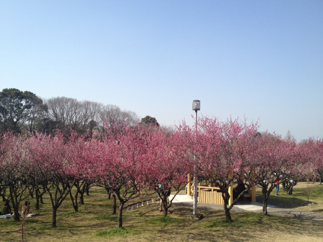 梅を見に大高緑地へ行ってきました(*^。^*)_c0213517_10402033.jpg