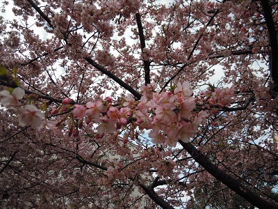 桜がさきました_a0237918_23233495.jpg