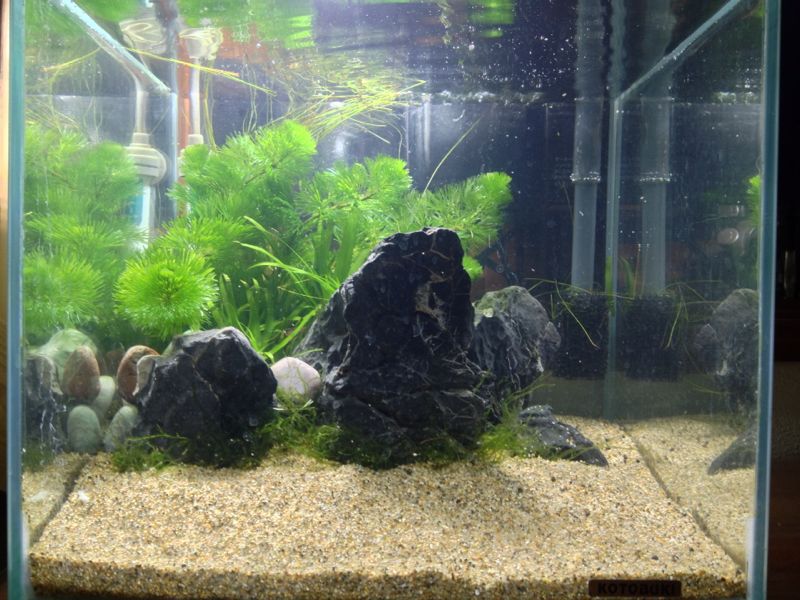 30cm水槽レイアウト変更 Aqua草太郎の水景 30cm水槽レイアウト変更 Aqua草太郎の水景