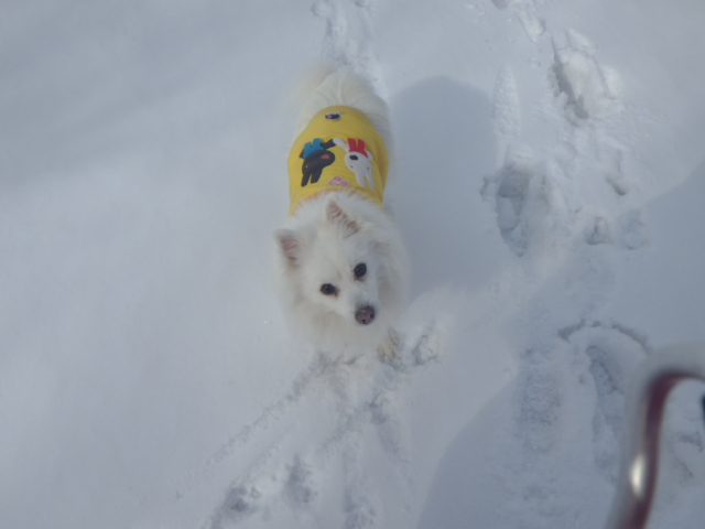 お山にロータリーが入ったよ！_e0291827_16332875.jpg