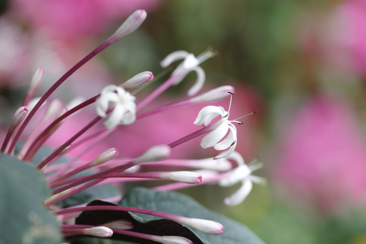 冬の花火　【クレロデンドルム・クアドリロクラレ】_f0253927_11362633.jpg