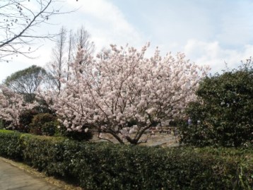 　　大船フラワーセンターの玉縄桜満開_e0050231_10372289.jpg