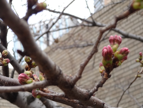 梅は咲いたか、桜はまだかいな♪_d0219834_191686.jpg