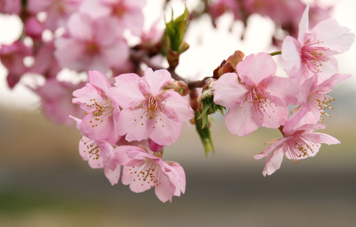 河津桜_b0211545_23284773.jpg