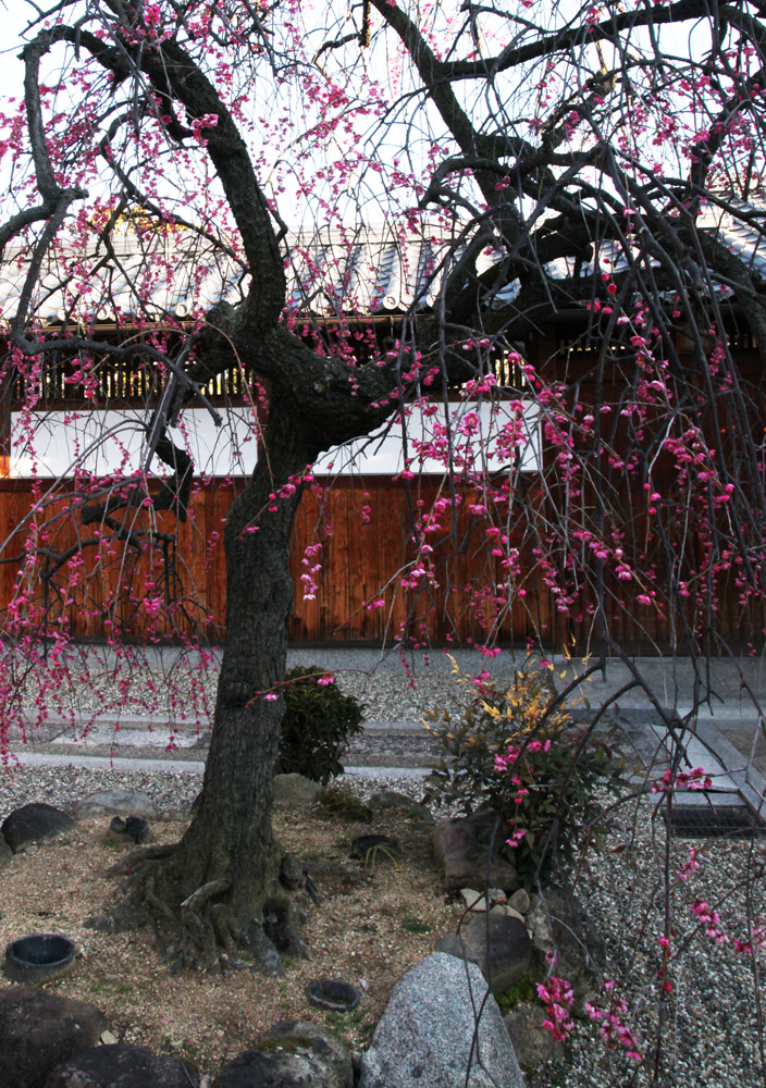 大阪　藤井寺市　道明寺　梅_c0108146_215512.jpg