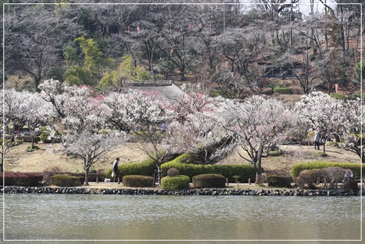 梅の花満開の薬師池公園へ♪_f0142948_2281332.jpg