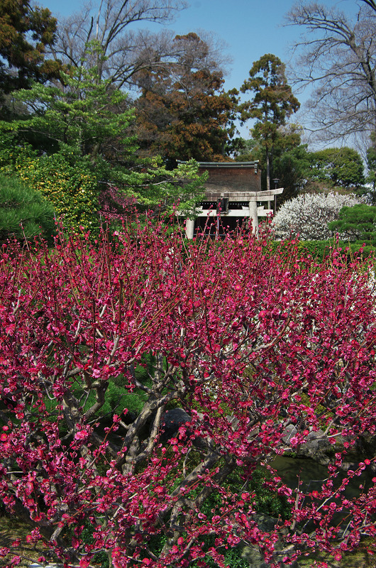 春爛漫・城南宮（平安の庭～室町の庭編）_f0155048_22411846.jpg