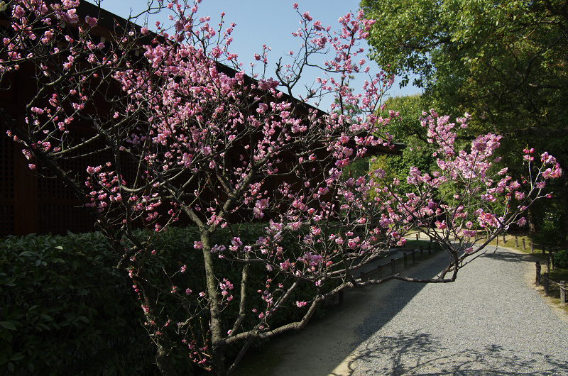 春爛漫・城南宮（平安の庭～室町の庭編）_f0155048_22413163.jpg