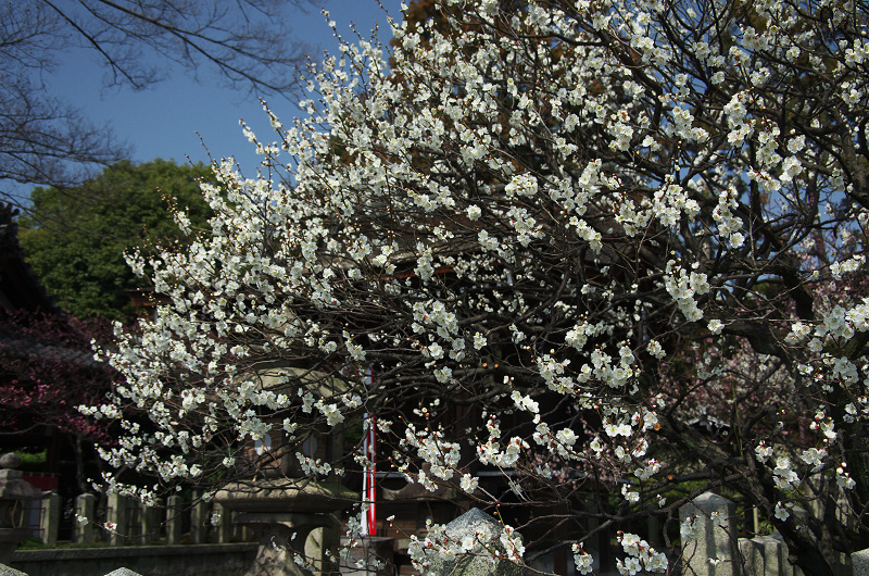 春爛漫・城南宮（平安の庭～室町の庭編）_f0155048_22442446.jpg