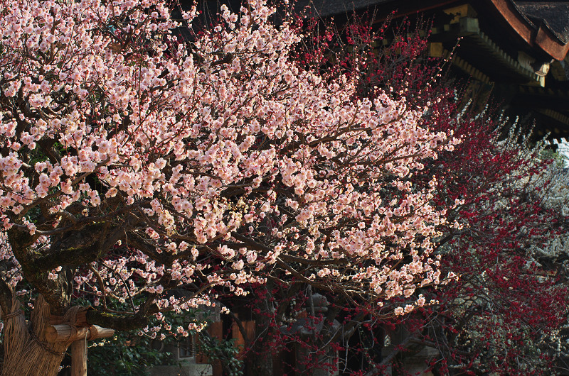 梅・百花繚乱（北野天満宮・本殿編）_f0155048_23535564.jpg
