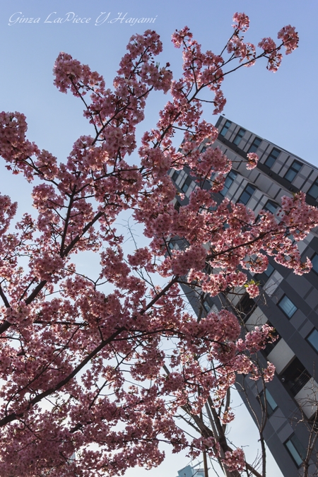 花のある風景　街中の花　カワヅザクラ_b0133053_0281620.jpg