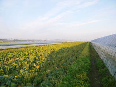 有機栽培キャベツ 有機栽培と減農薬栽培_a0254656_1911358.jpg