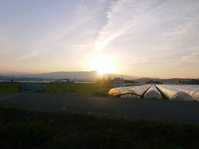 有機栽培キャベツ 有機栽培と減農薬栽培_a0254656_1971399.jpg