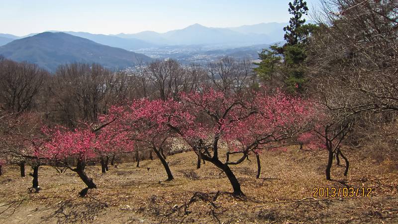 宝登山のロウバイ見物_f0044056_2143991.jpg