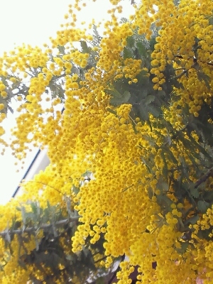b0108363_1355421.jpg