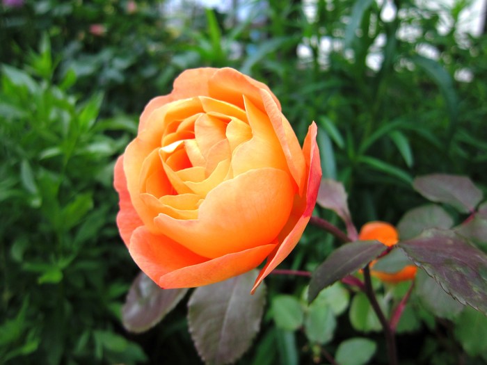 販売店選び judeの庭と薔薇のカヲリ 販売店選び judeの庭と薔薇のカヲリ