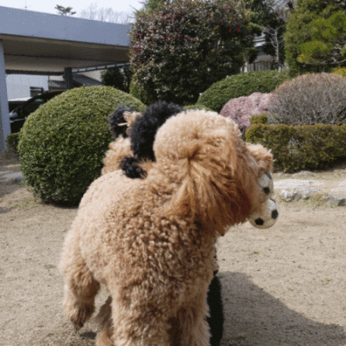 c0283778_17103120.gif