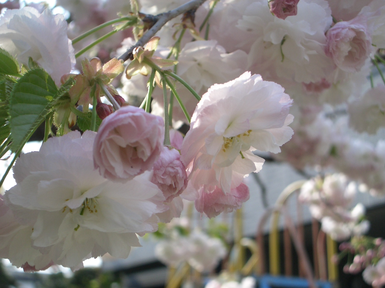 桜が咲くと・・・・_c0216579_1419457.jpg