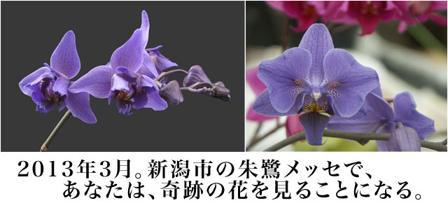 蘭が花盛り。_d0182179_184973.jpg
