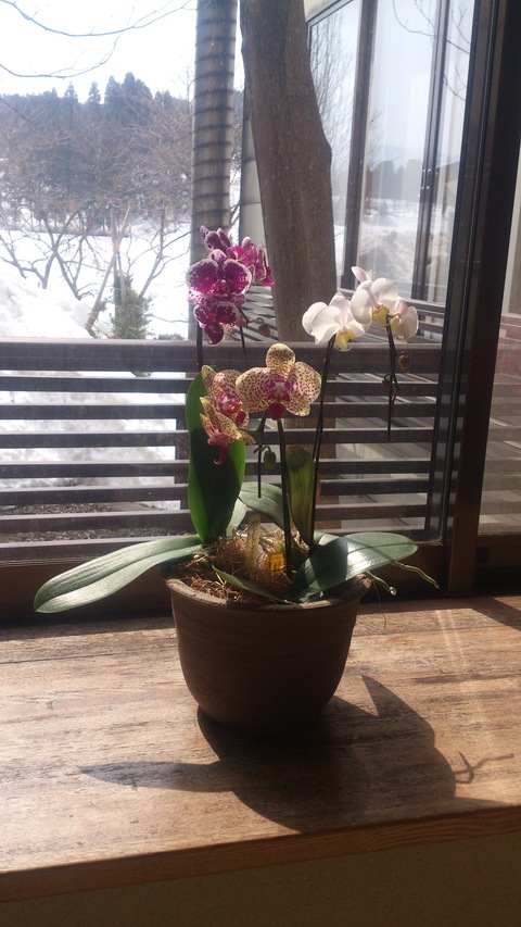 蘭が花盛り。_d0182179_1855257.jpg