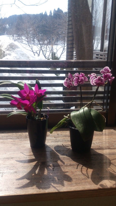 蘭が花盛り。_d0182179_18552887.jpg