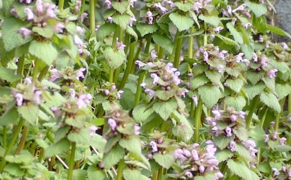 e0024081_20103527.jpg