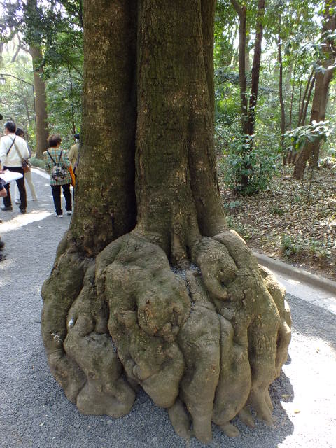 ３月１０日　明治神宮の森_e0145782_14444699.jpg