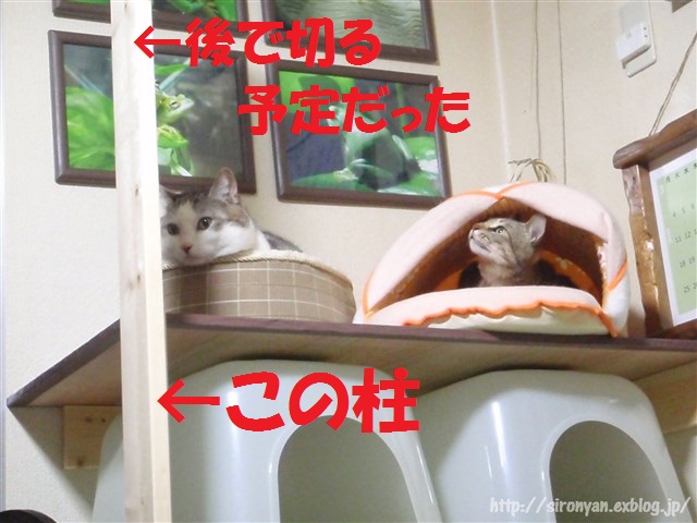 ２階建て猫トイレを棚仕様に工夫 ねこっかぶりねこ