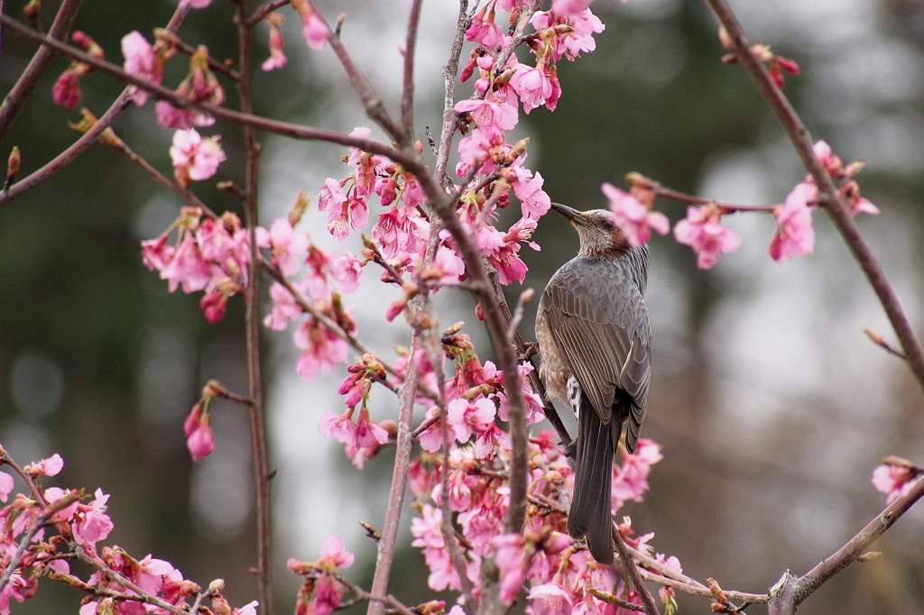 ヒヨと河津桜／今日の公園／沈みゆくパンスターズ彗星（C/2011 L4）_b0024798_20371217.jpg