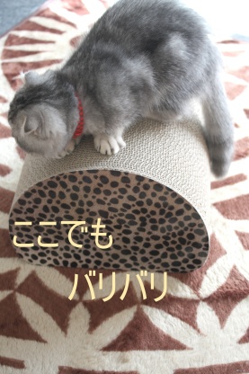 お互い寝不足。。_c0178104_902426.jpg