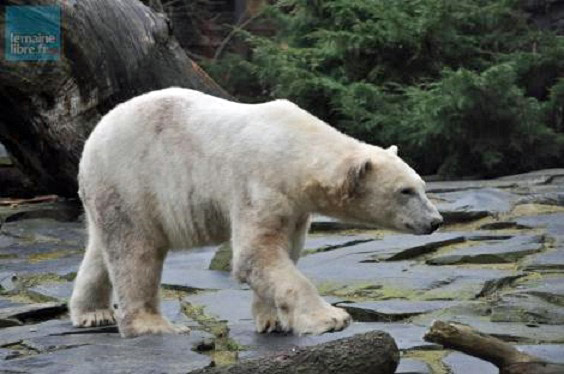 フランス・ロワール地方、ラ・フレーシュ動物園に移動したシークー （タイコ） の到着後の様子_a0151913_11402955.jpg