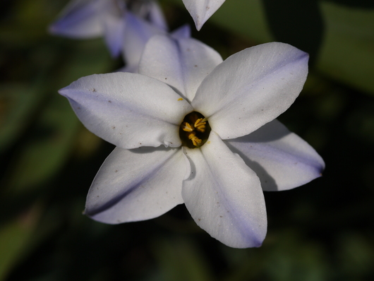 庭の花のドアップと芽ぶき～♪_e0205713_1726404.jpg