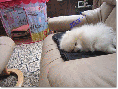 b0167519_2048173.gif
