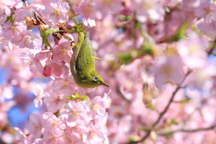 河津桜にメジロ_a0300121_22303920.jpg