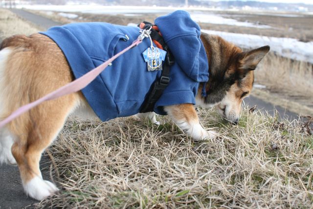 春はどこから来るのかな?_b0031538_223116.jpg