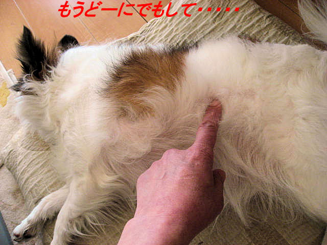 a0149240_19424230.jpg