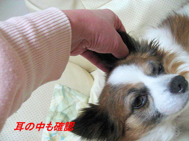 a0149240_19425583.jpg