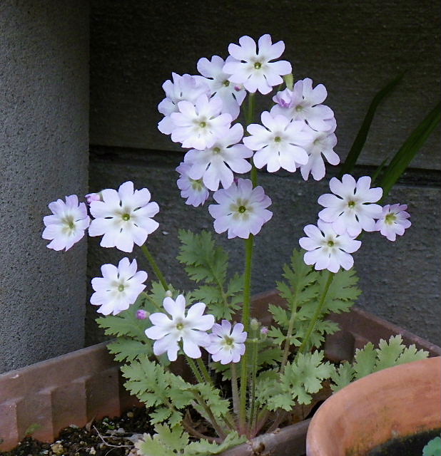 雲南桜草 日本桜草 連翹 ネメシア 桂の若葉 風に吹かれて 雲南桜草 日本桜草 連翹 ネメシア 桂の若葉 風に吹かれて