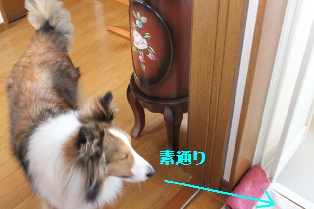 ペットの毛を取るローラー、使ってみました!_e0195743_1915271.jpg