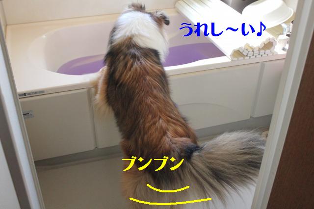 ペットの毛を取るローラー、使ってみました!_e0195743_19162317.jpg
