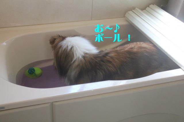 ペットの毛を取るローラー、使ってみました!_e0195743_19171199.jpg