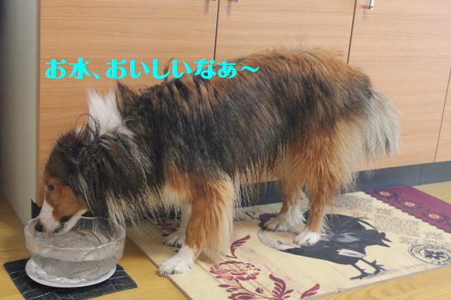 ペットの毛を取るローラー、使ってみました!_e0195743_1917325.jpg