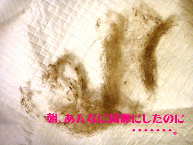 ペットの毛を取るローラー、使ってみました!_e0195743_19213533.jpg