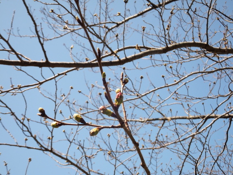 桜が咲いて鶯が鳴きはじめました_b0177649_22372313.jpg